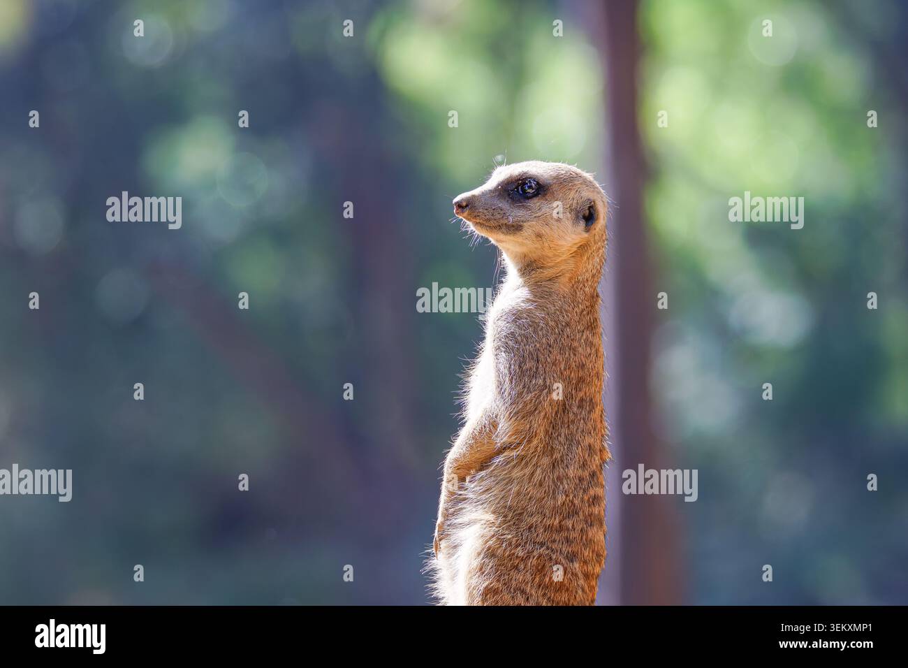 Meerkat suricata suricatta, allarme verticale in soffice luce naturale del bosco, bassa profondità di campo, profilo laterale con sfondo bokeh Foto Stock