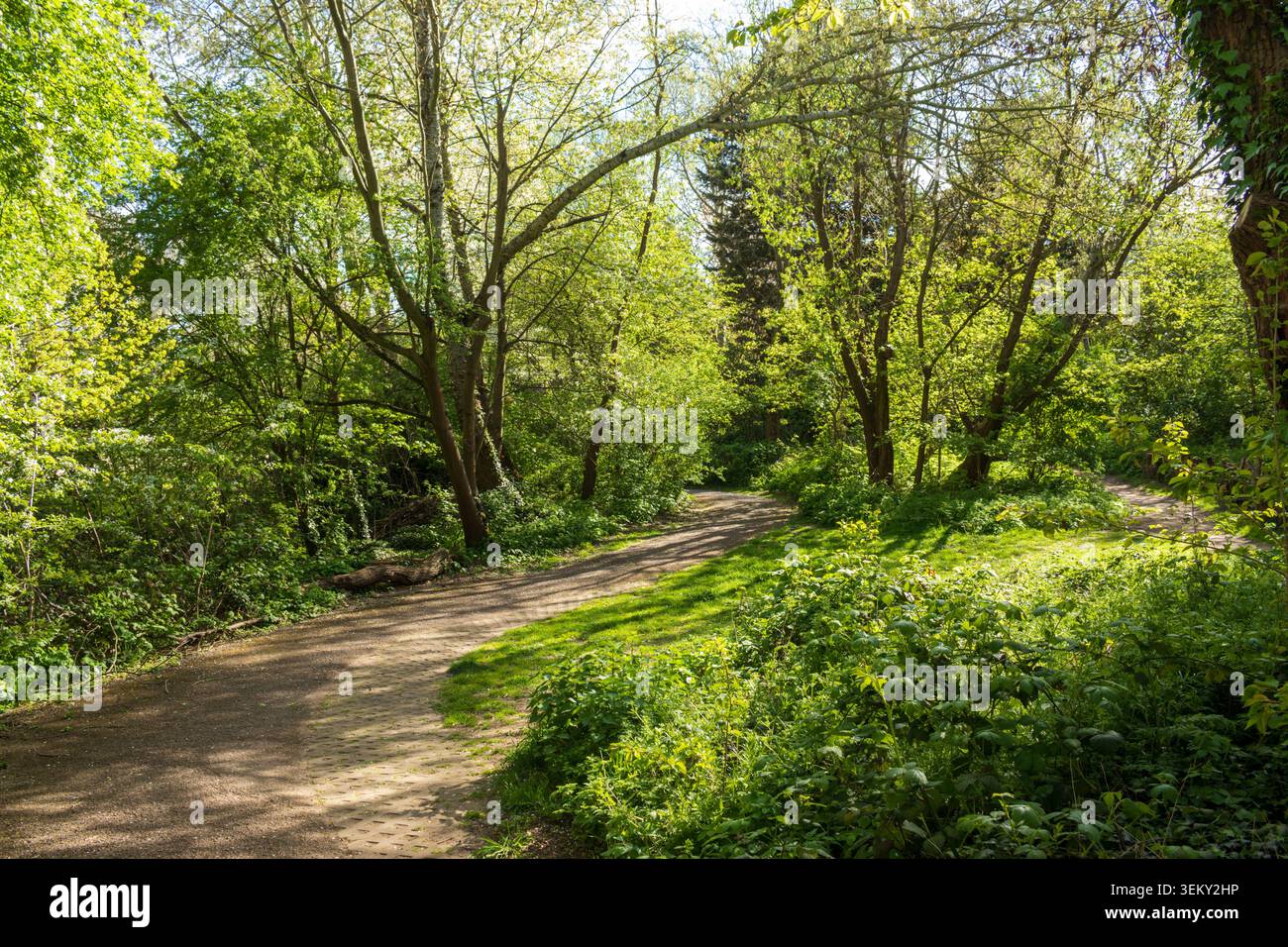 Russia Dock Woodland, Rotherhithe, Londra, Regno Unito Foto Stock