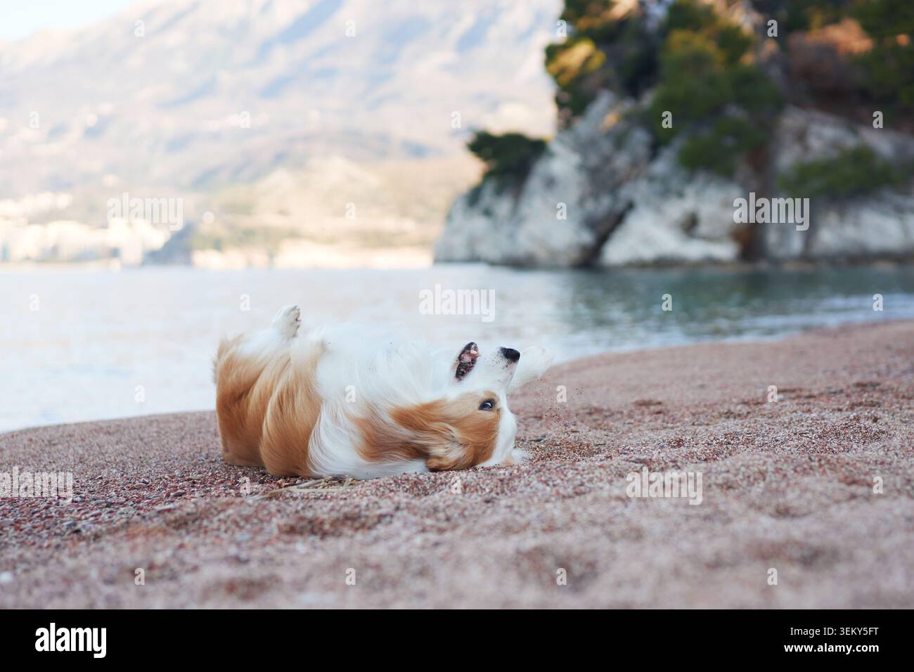 Un Border Collie rotola sulla schiena nella sabbia calda di una spiaggia costiera. La sua pelliccia è soffocata mentre calci le gambe in gioia. Foto Stock
