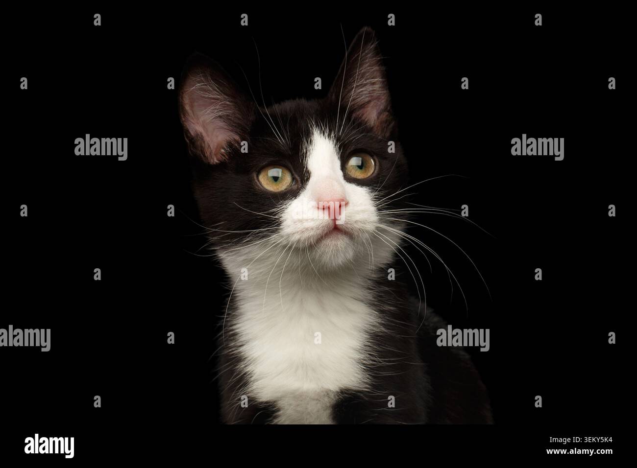 Ritratto ravvicinato del nero con sogni gattini bianchi che guardano su sfondo isolato, vista frontale Foto Stock