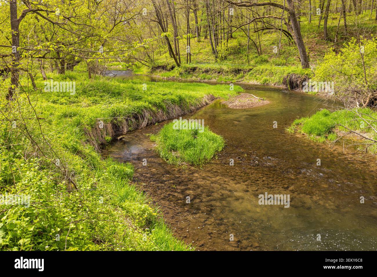 Un fiume tortuoso nel bosco in primavera. Foto Stock