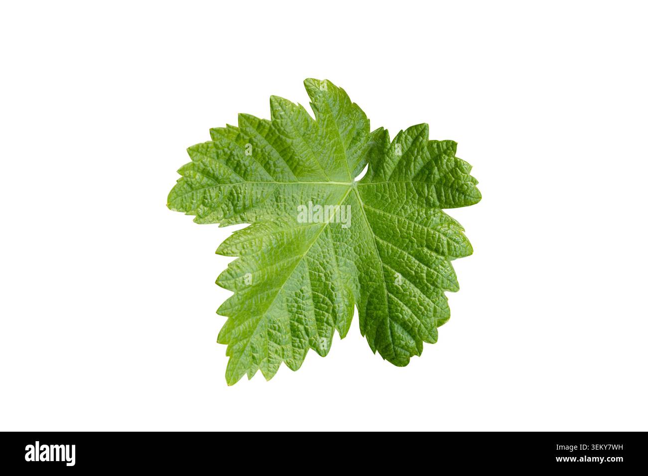 Foglia verde fresca di Vitis vinifera isolata su bianco. Primo piano botanico di una foglia di vite che mostra una consistenza naturale, vene e caratteristici lobi Foto Stock