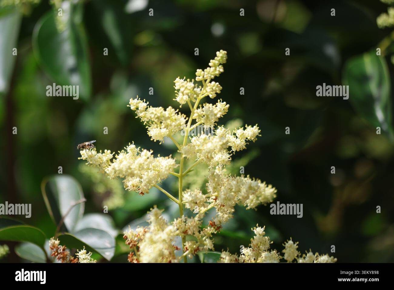 La siepe lucida (Ligustrum lucidum) mostra un fitto fogliame verde e un'ampia panicola bianca di fiori Foto Stock