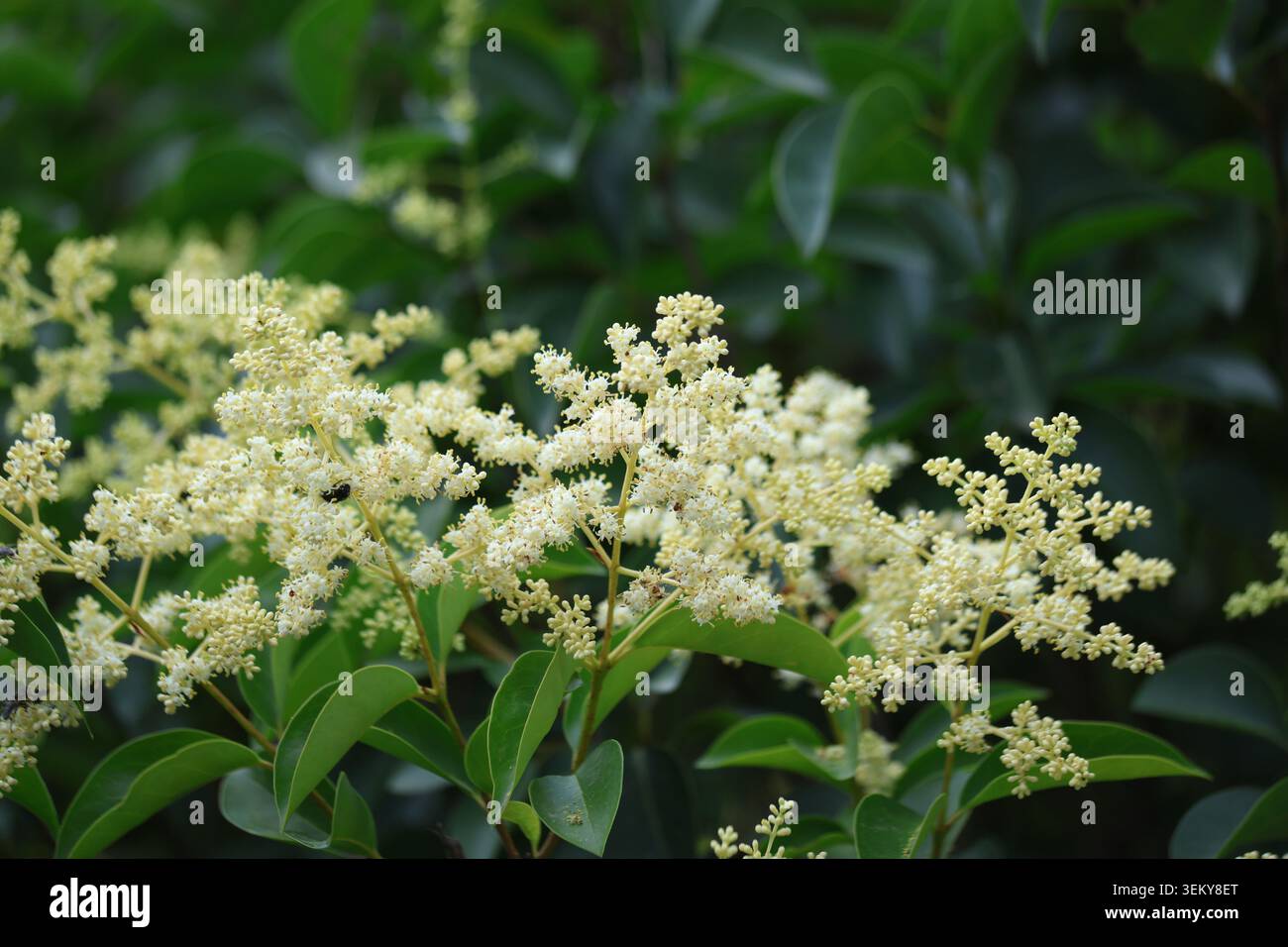 La siepe lucida (Ligustrum lucidum) mostra un fitto fogliame verde e un'ampia panicola bianca di fiori Foto Stock