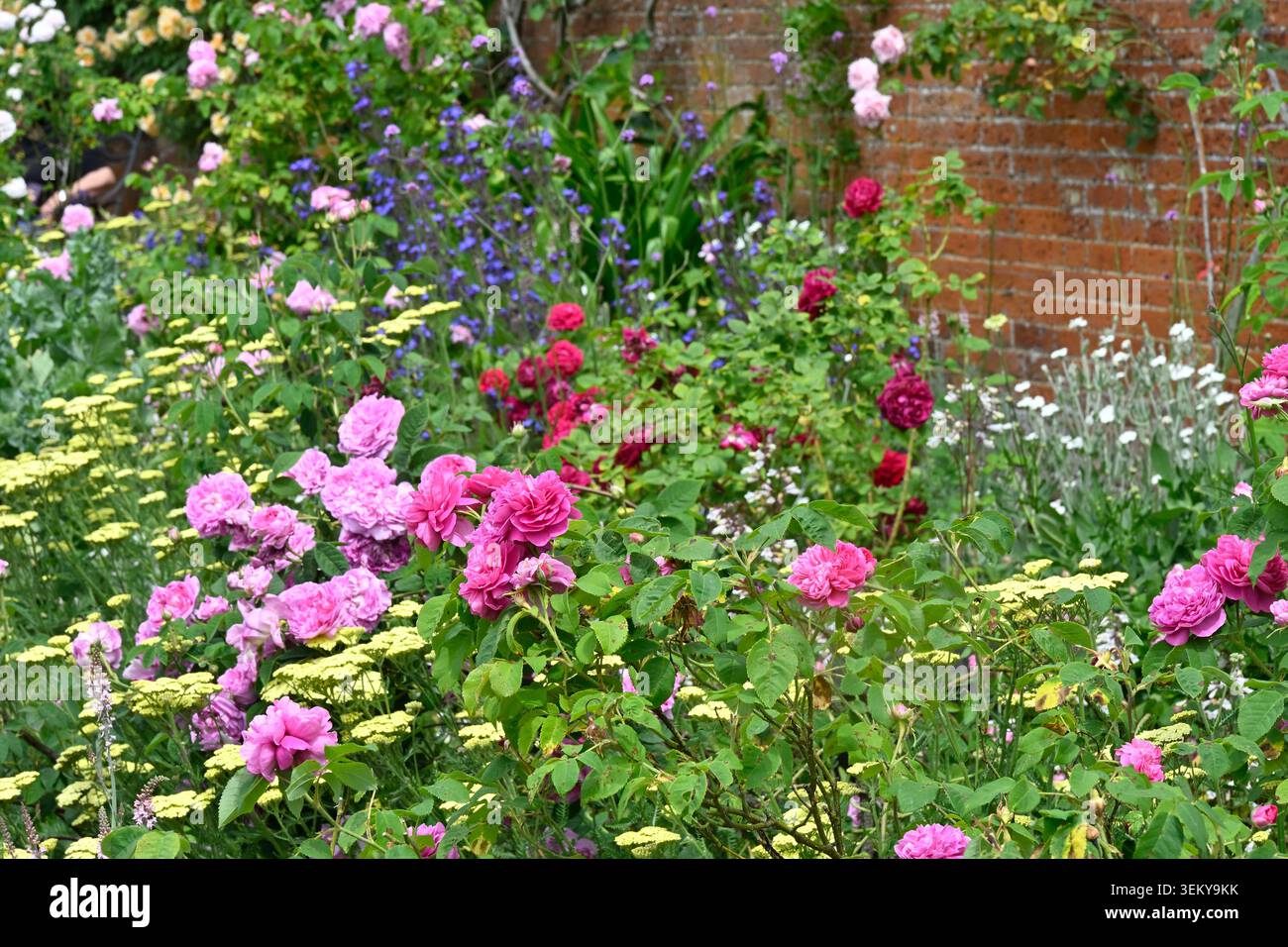 Giardino di rose con pareti estive con rose rosa, ansa blu, freccia gialla / Achillea all'Abbazia di Mottisfont maggio Foto Stock