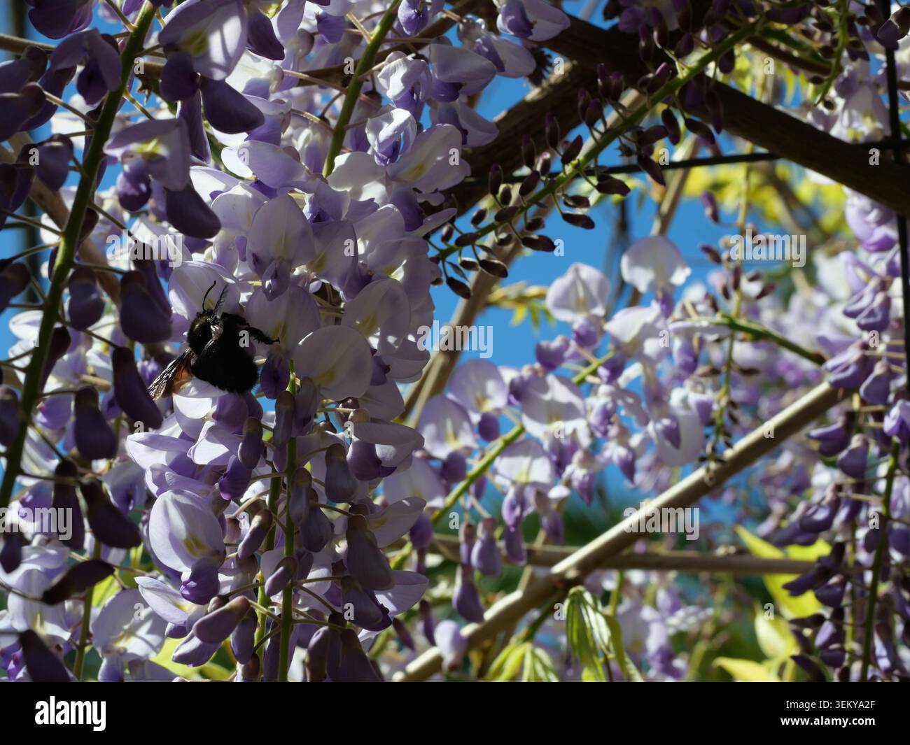 L'ape carpentiere viola raccoglie il nettare sui fiori di glicine. Primo piano alla luce del sole con sfondo sfocato. Xylocopa violacea. Foto Stock