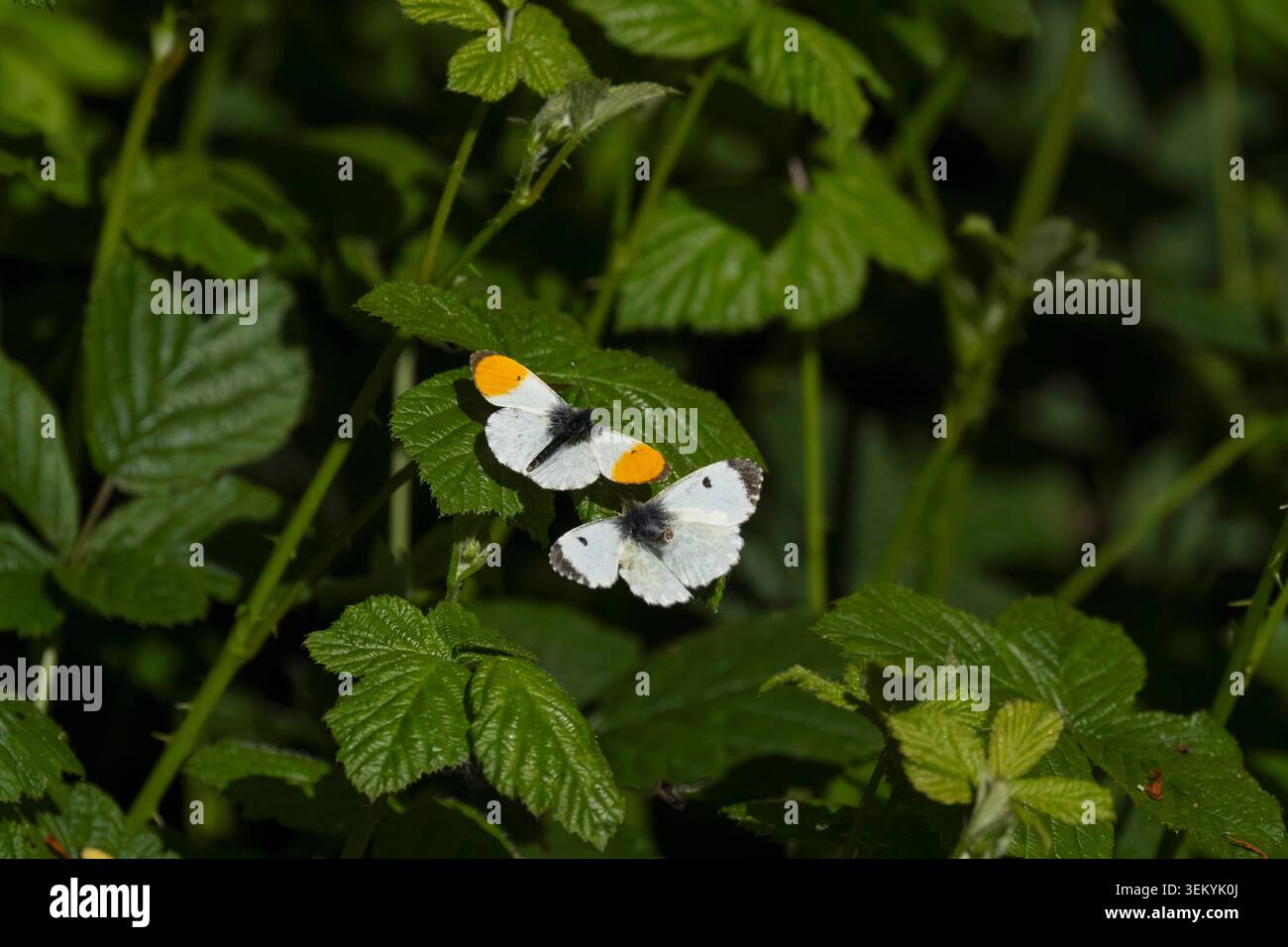 Cardamine Anthocharis a punta arancione, farfalla maschio che tenta di accoppiarsi con una femmina seduta su una foglia, Nottinghamshire, UK, aprile Foto Stock