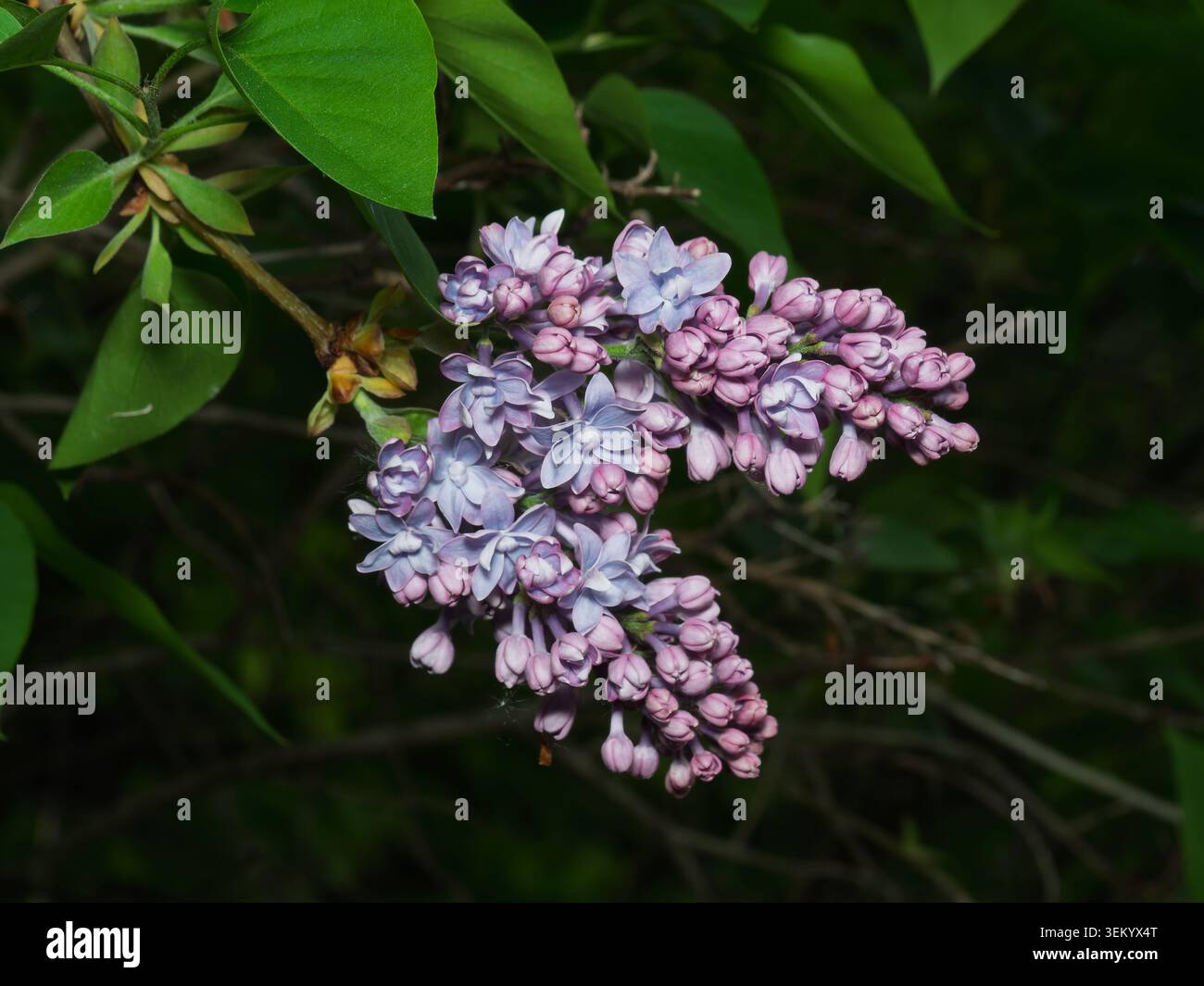 Comune (lilla Syringa vulgaris) Foto Stock