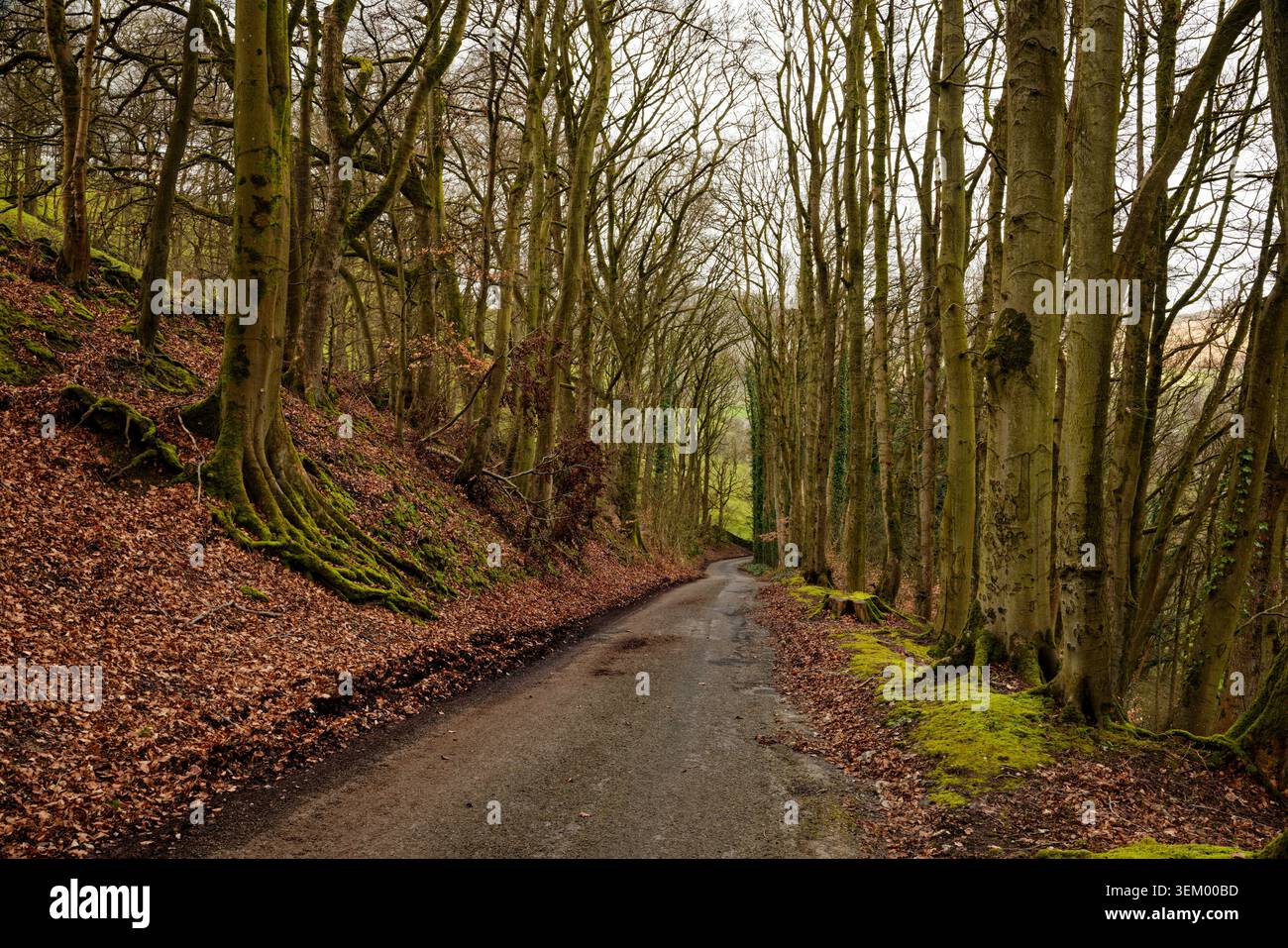 Una strada rurale umida lungo una collina attraverso un bosco in inverno, Castleton, Peak District, Derbyshire. Foto Stock