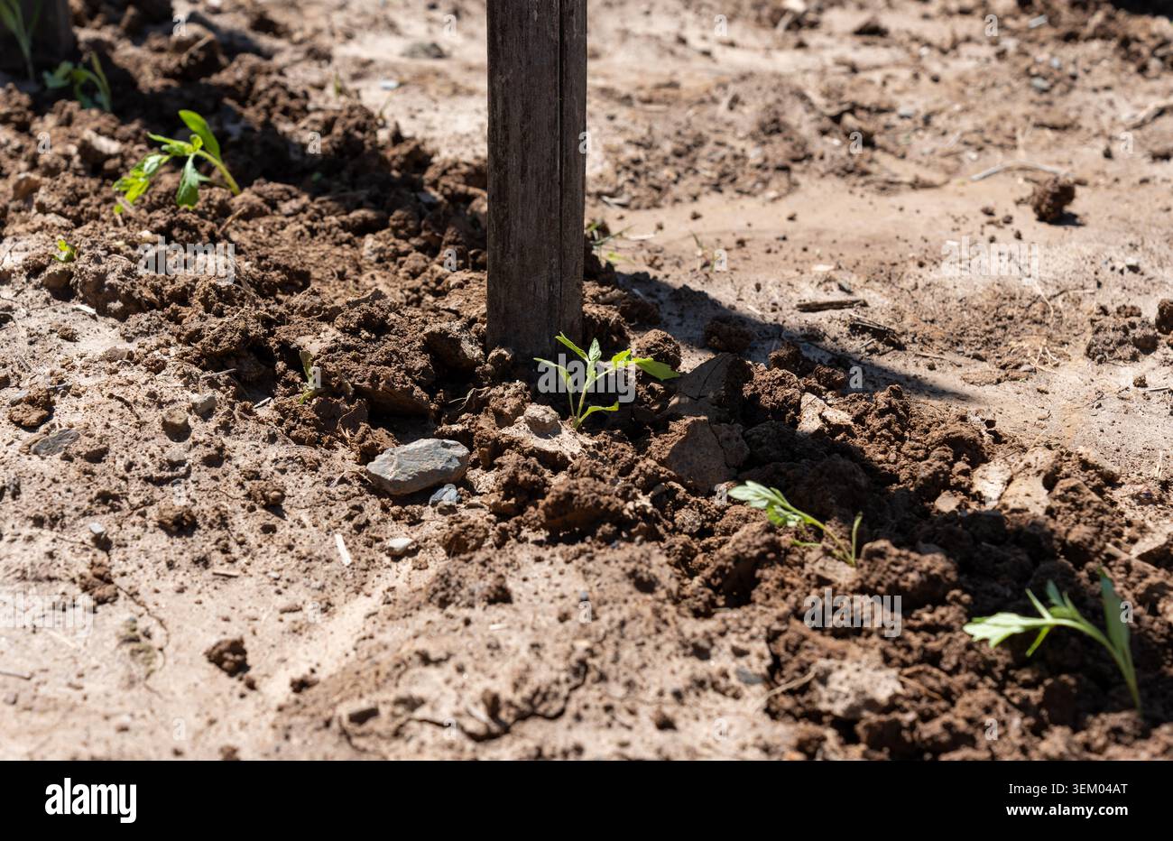 Le piantine di pomodoro appena germogliate crescono accanto a un palo di bambù posto manualmente nel terreno per fornire un supporto strutturale essenziale alle piante. Foto Stock