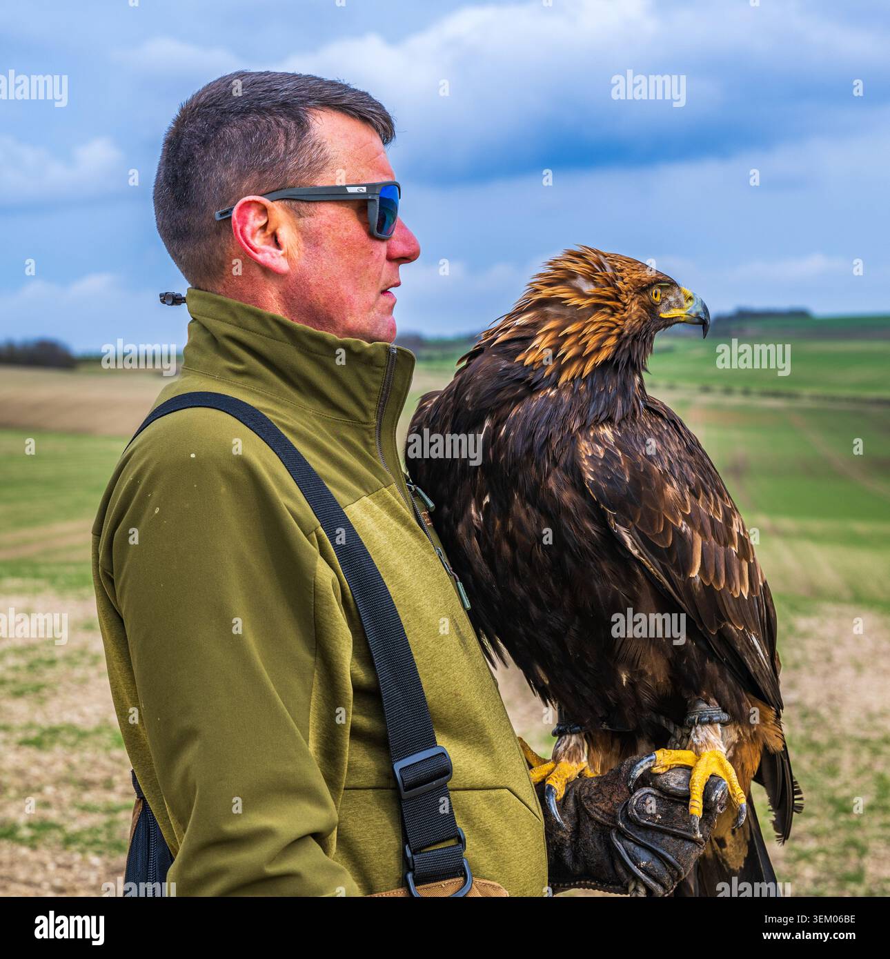 Falconer con occhiali da sole che trasportano un'aquila d'oro (Aquila chrysaetos) durante una spedizione di caccia alla falconeria in un giorno d'estate Foto Stock