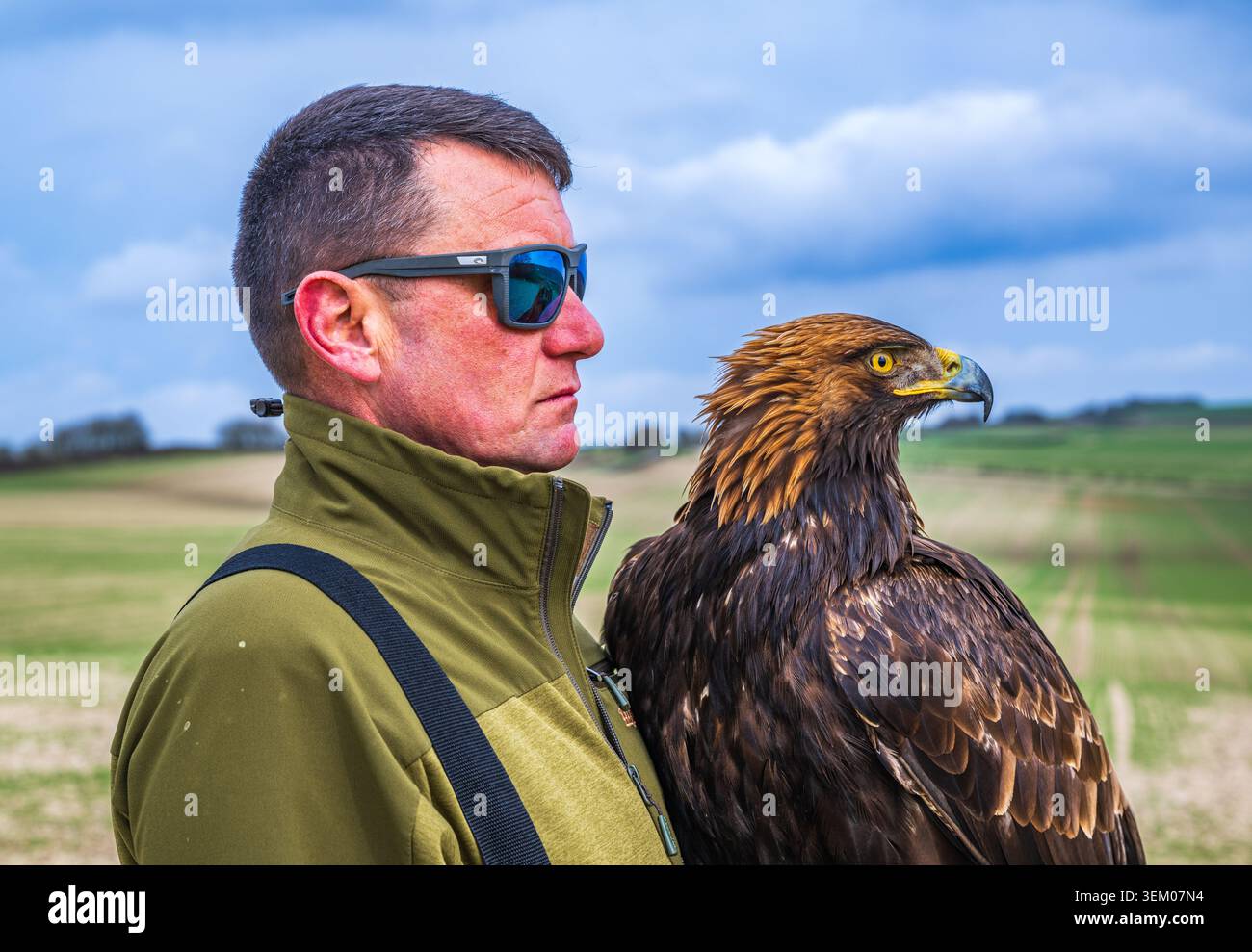 Falconer con occhiali da sole che trasportano un'aquila d'oro (Aquila chrysaetos) durante una spedizione di caccia alla falconeria in un giorno d'estate Foto Stock