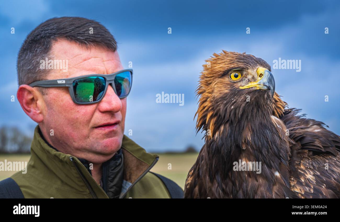 Falconer con occhiali da sole che trasportano un'aquila d'oro (Aquila chrysaetos) durante una spedizione di caccia alla falconeria in un giorno d'estate Foto Stock