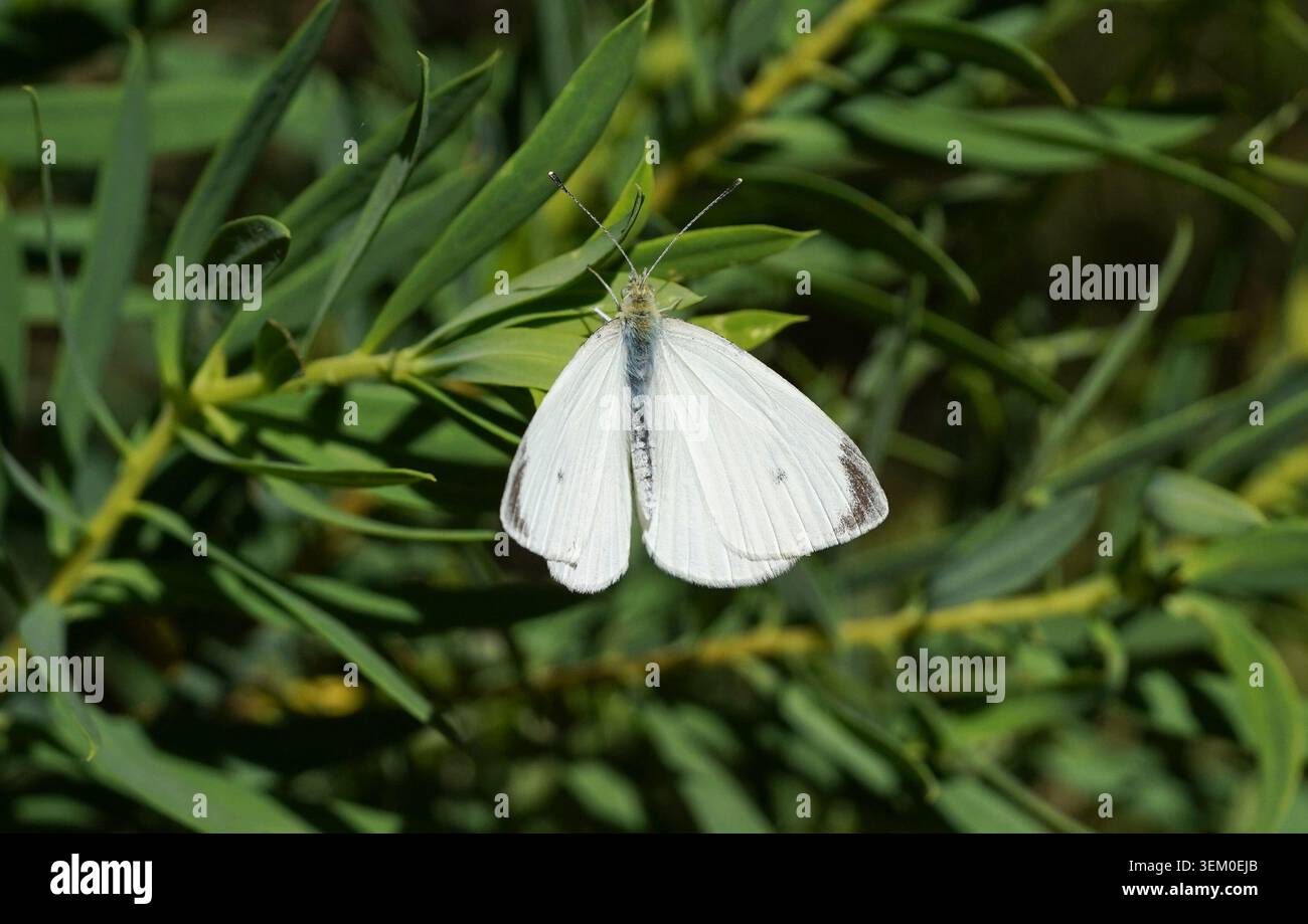 Cavolo farfalla bianca (Pieris rapae) appoggiata su un fiore. Lantana Camara, Spagna. Foto Stock