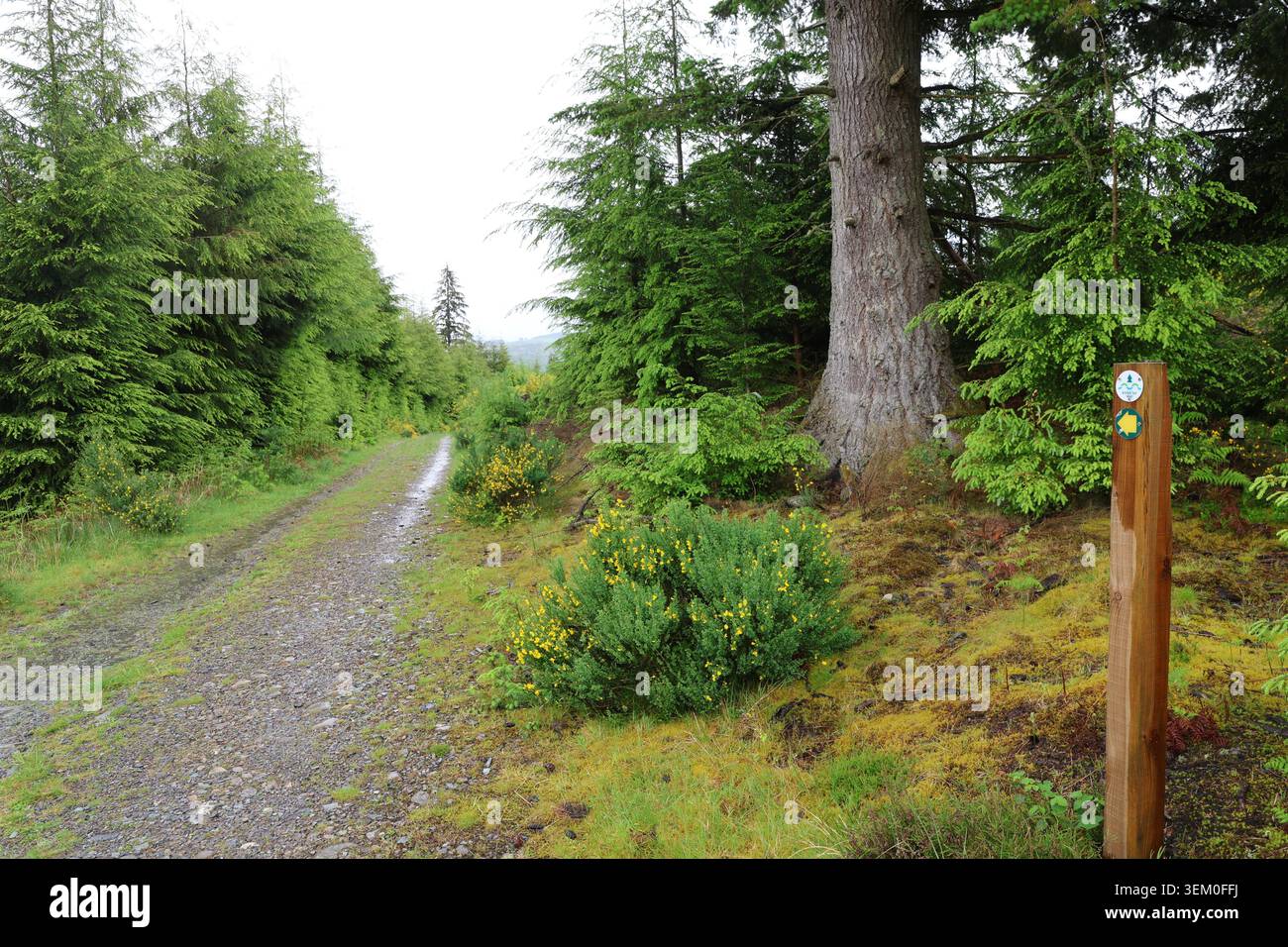 Palo segnaletico su River Tay Way Scozia giugno 2026 Foto Stock
