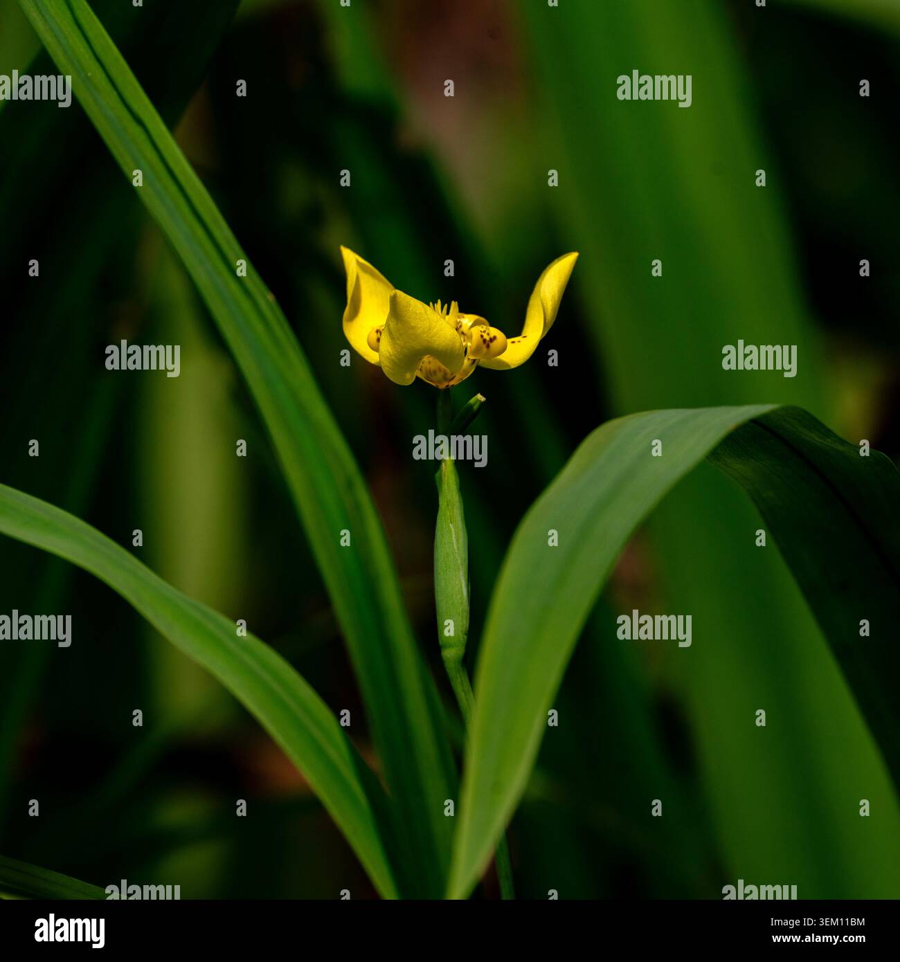 Primo piano di un fiore giallo dell'Iris circondato da foglie verdi Foto Stock