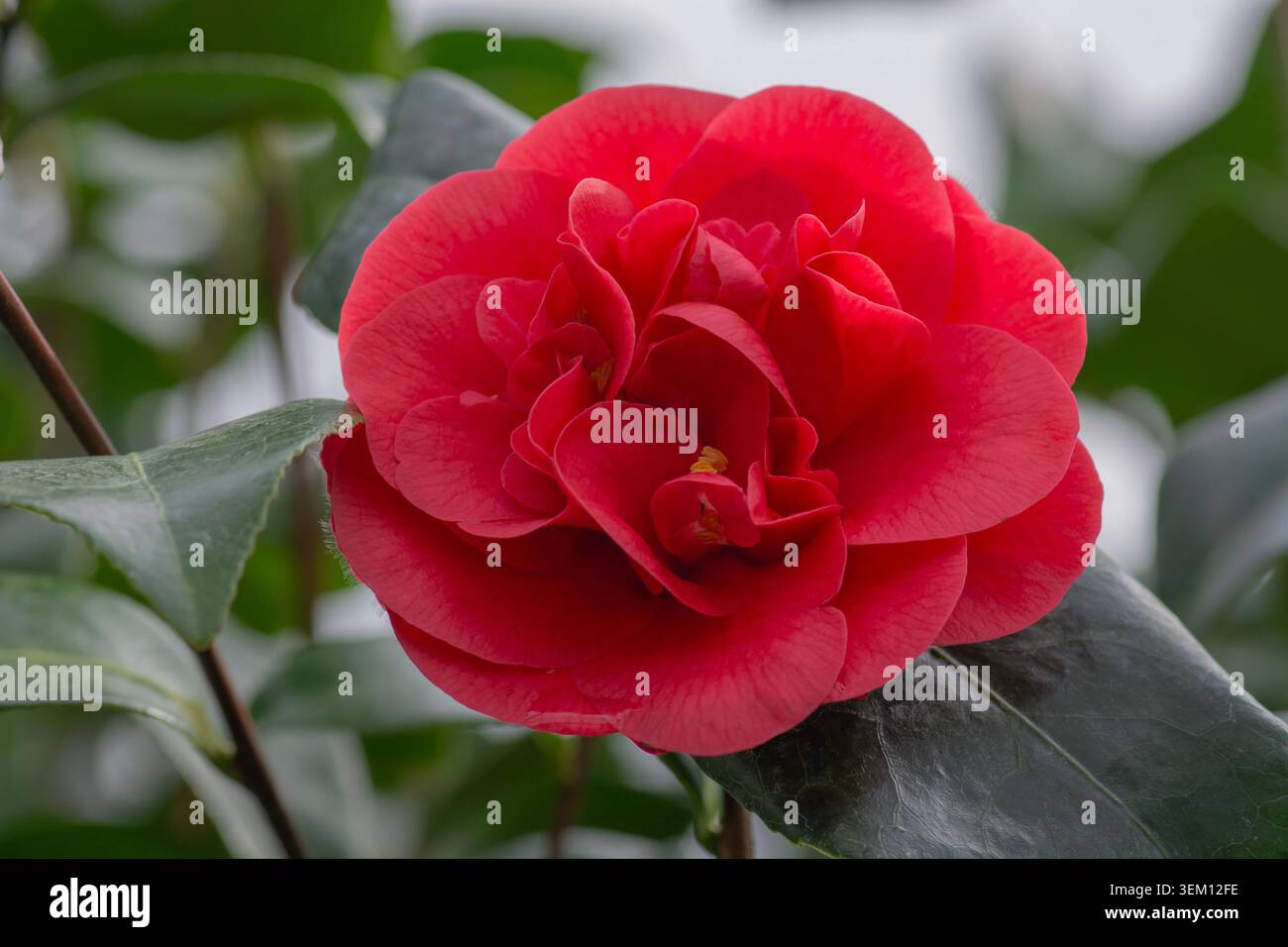 Camelia rossa, testa di fiori, camelia japonica, arbusto asiatico, arbusto fiorito in inverno e primavera. Foto Stock
