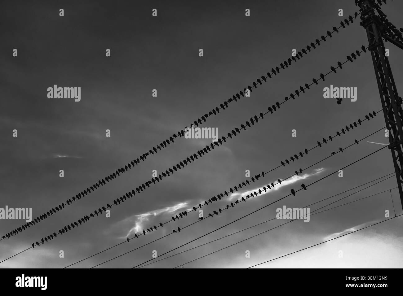 Fotografia in bianco e nero di uccelli seduti su linee elettriche contro un cielo spettacolare con nuvole e interruzioni di luce. Composizione minimalista, forte diago Foto Stock
