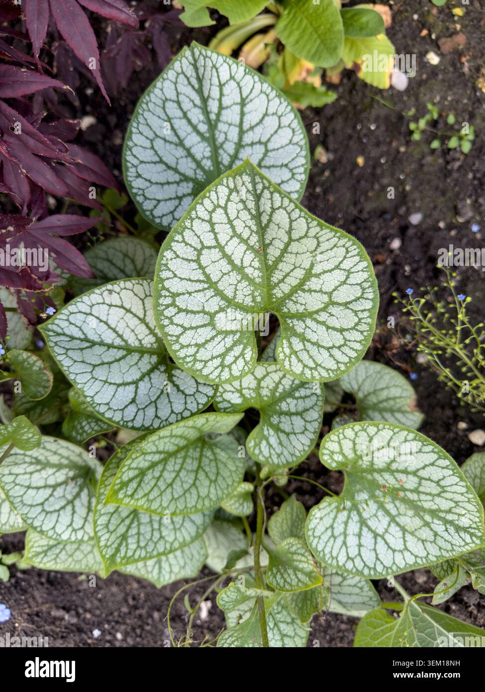 Primo piano delle foglie di Brunnera macrophyllia «Jack Frost» che presentano un caratteristico fogliame argentato e venature verde scuro in un confine con il giardino, Yorkshire, Inghilterra Foto Stock