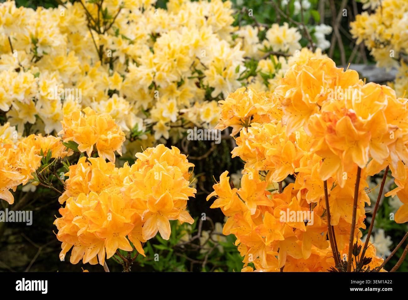 Le azalee gialle e arancioni fioriscono in profusione in un giardino in primavera Foto Stock