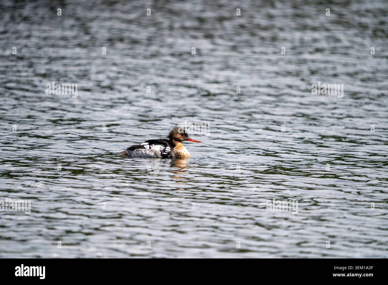 Un Goosander con caratteristico becco rosso che nuota su Coniston Water, Lake District, Inghilterra Foto Stock