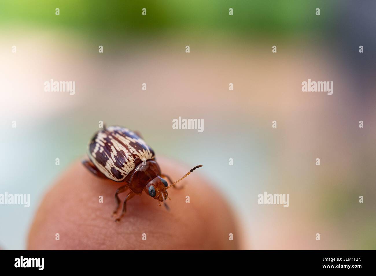 Foto macro di un piccolo scarabeo che poggia sulla punta di un dito umano. L'immagine evidenzia gli intricati motivi delle coperture delle ali dello scarabeo, delicat Foto Stock