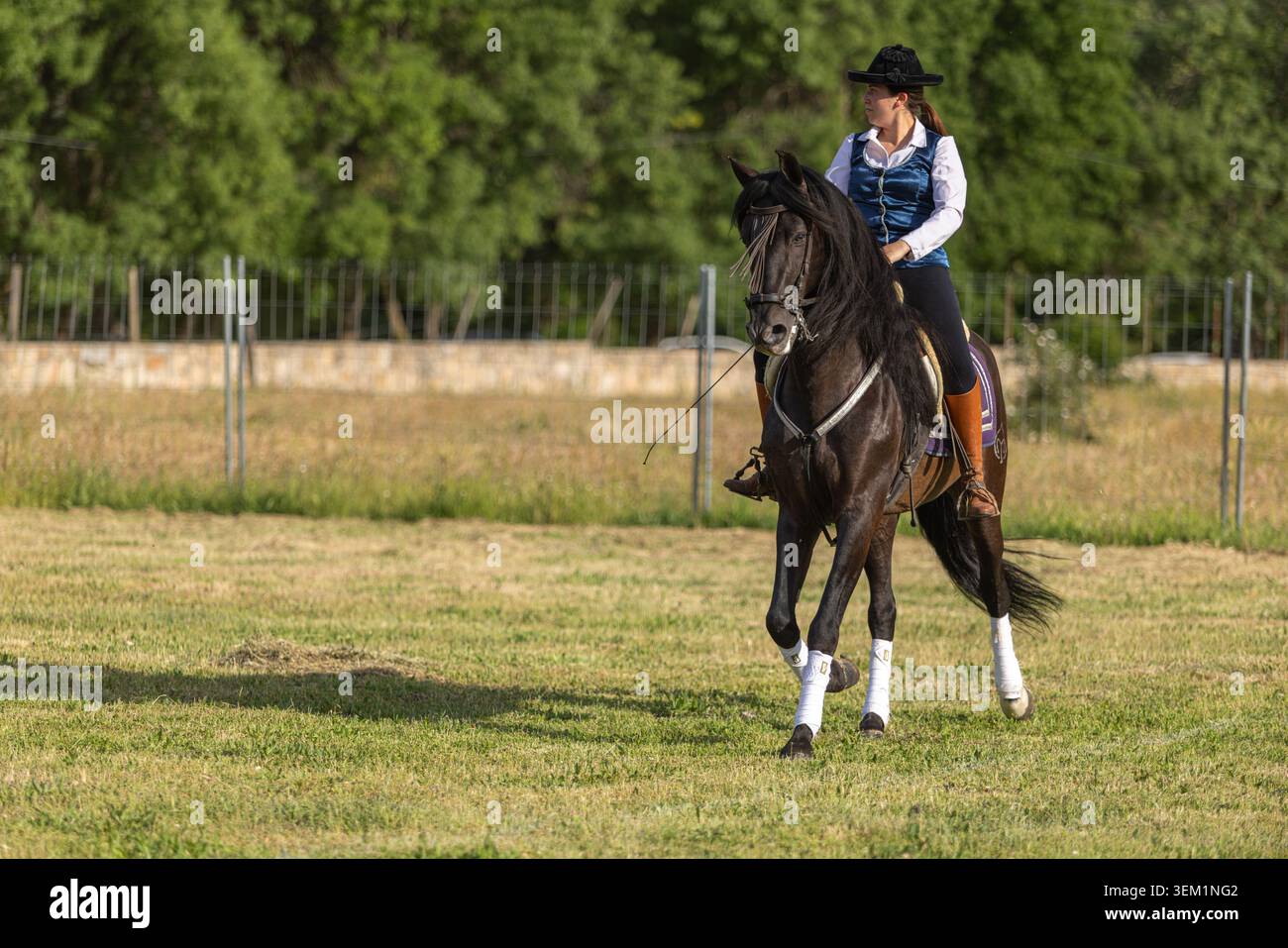 Cavallo da addestramento femminile per cavalieri attraverso l'Ambling Gait e l'esercizio di coordinamento motorio Foto Stock