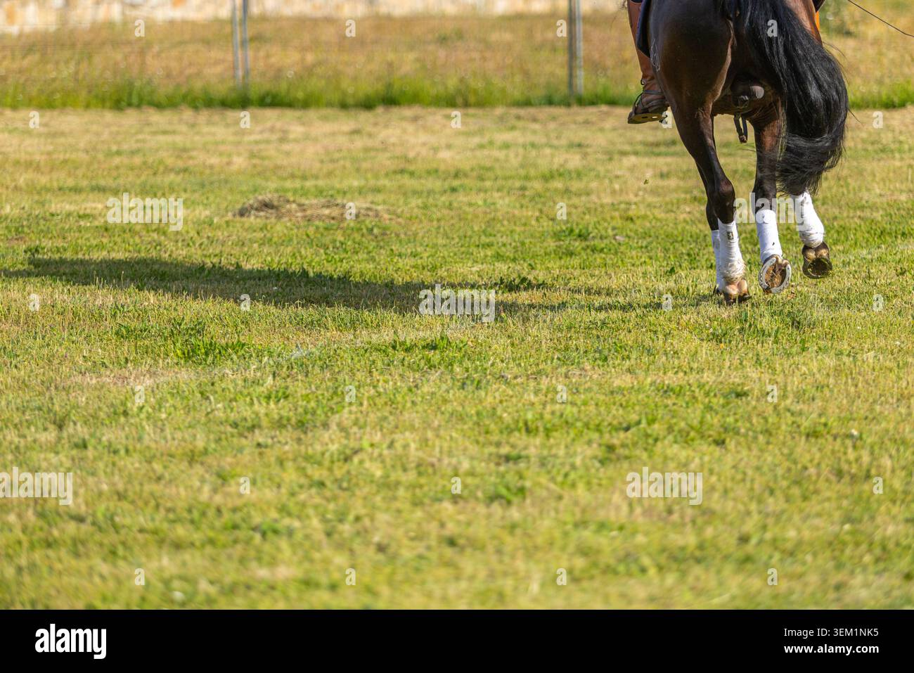 Un cavallo esegue una deambulazione sotto una donna durante una mostra equestre, dimostrando un movimento apprezzato per il comfort e l'effi del pilota Foto Stock