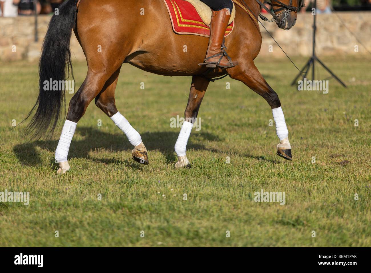Cavallo che mostra modelli di movimento laterale nell'equitazione classica Foto Stock
