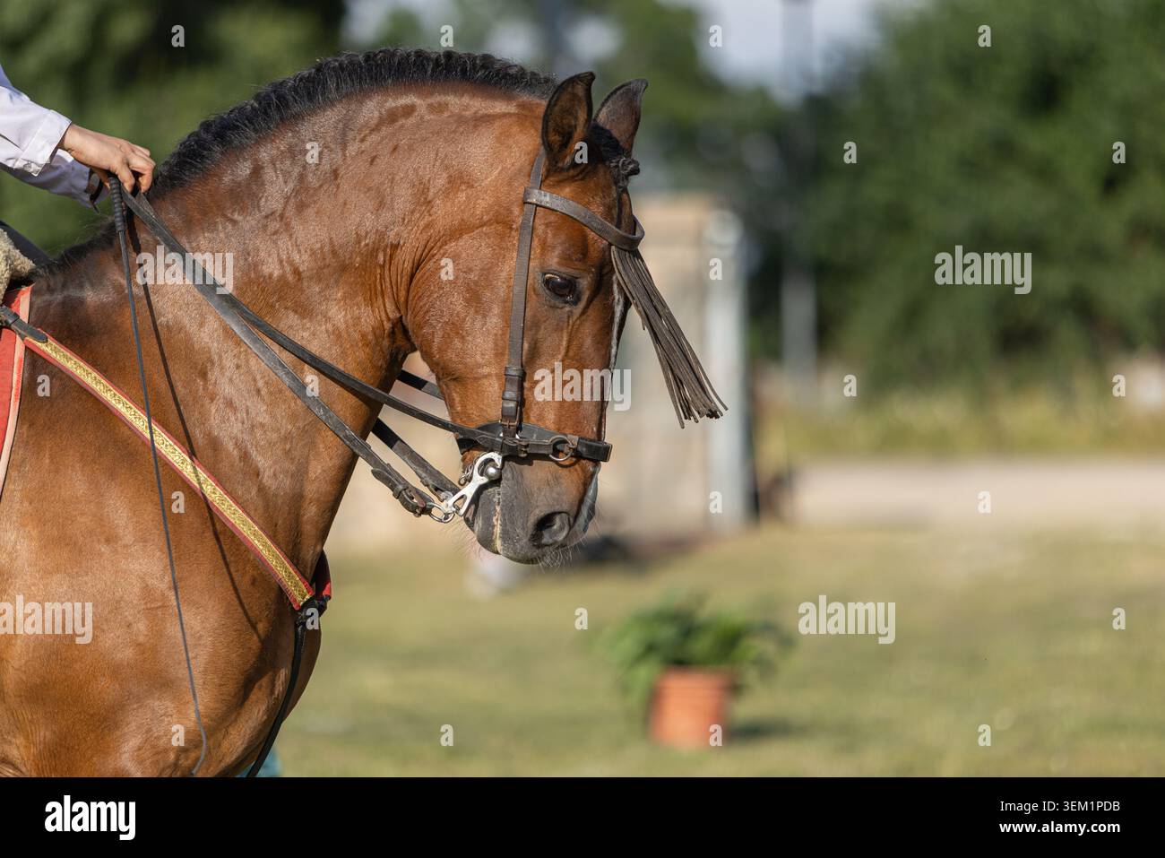 Cavallo e cavaliere che praticano l'equilibrio laterale e controllano il movimento Ambling Foto Stock