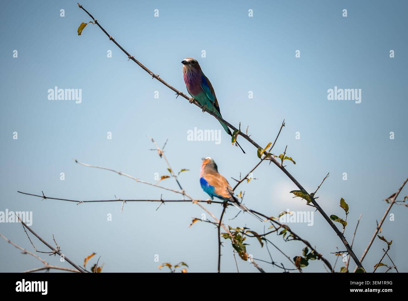 Rulli petto lilla sulle diramazioni spinose del Parco Nazionale del Chobe Foto Stock