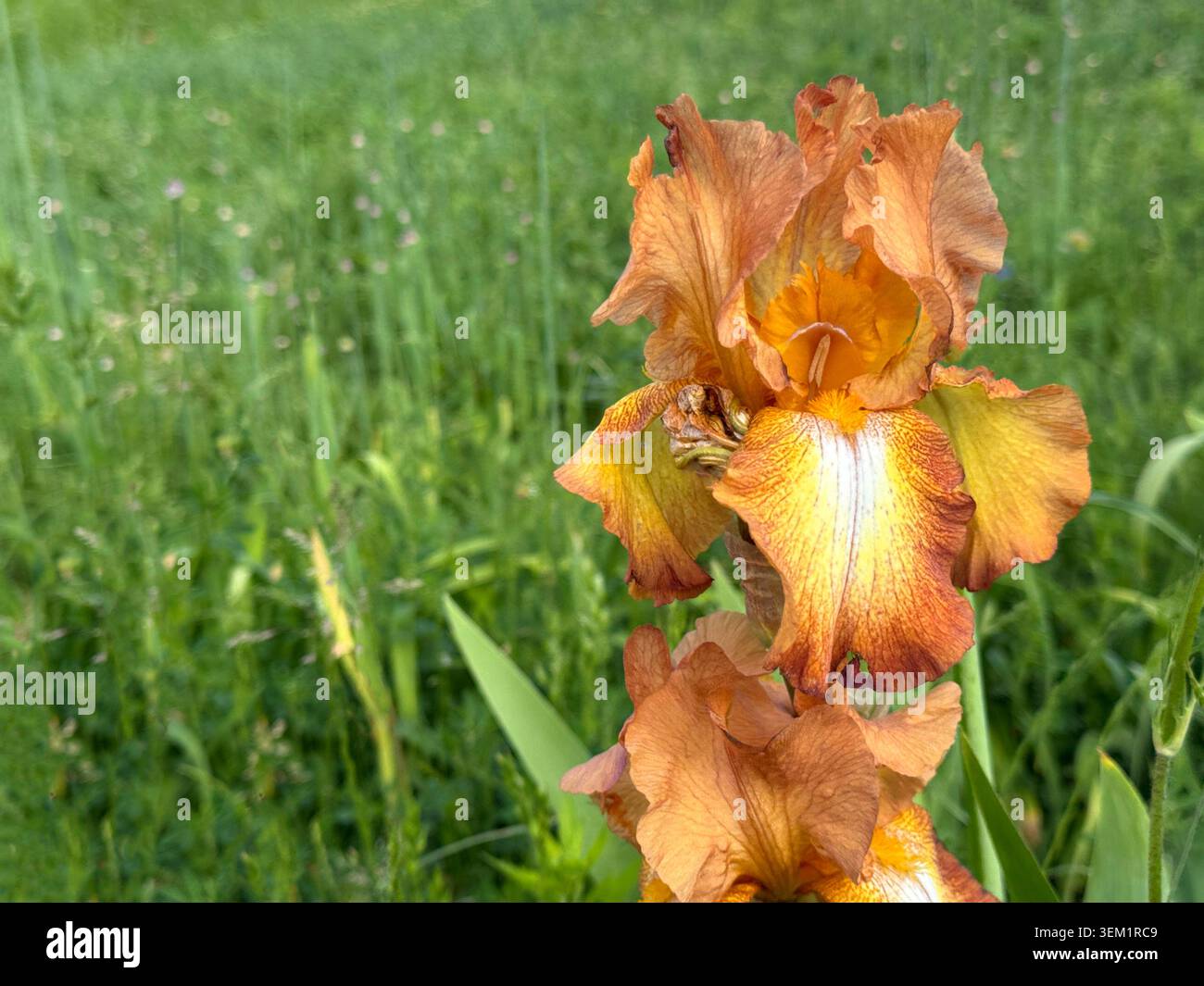 Petali gialli marrone fiore Iris Foto Stock