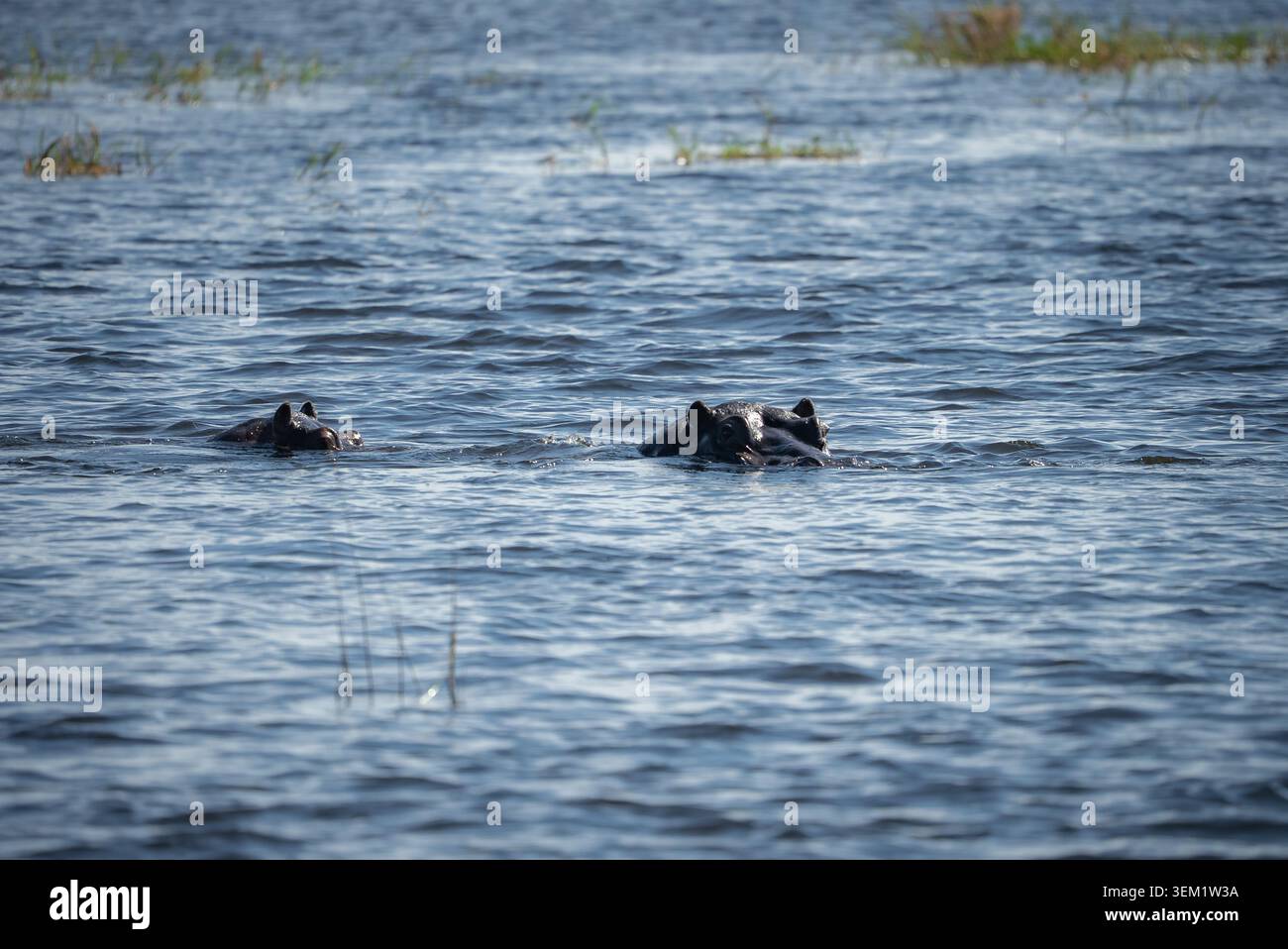 Ippopotami nel fiume Chobe, Botswana, orecchie e occhi sopra l'acqua increspata Foto Stock