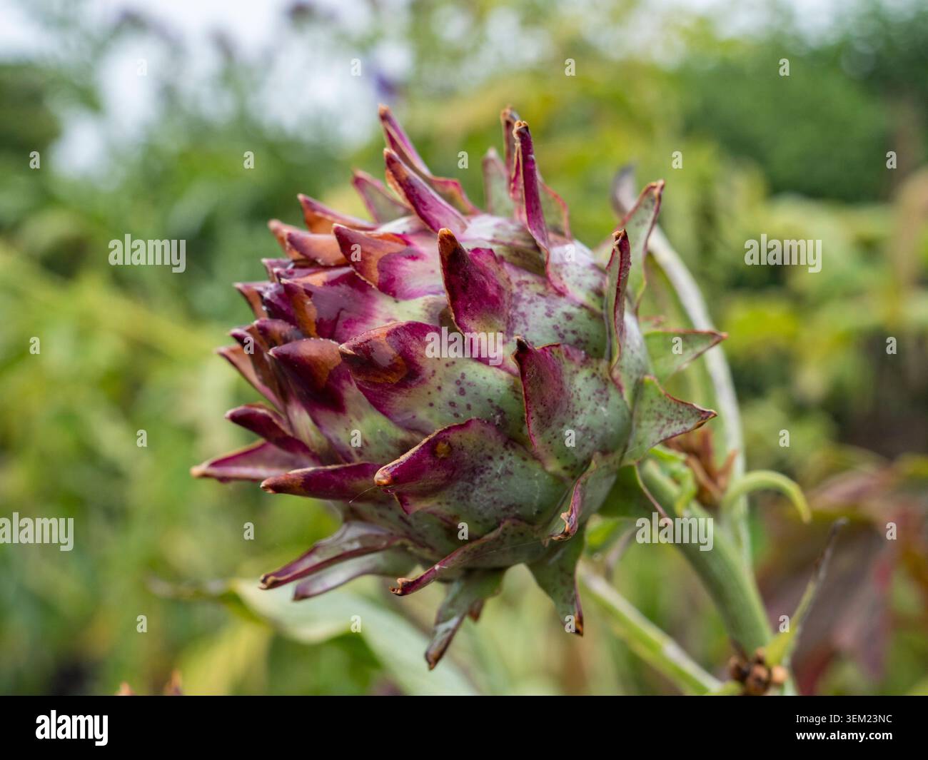 Un carciofo globoso (Cynara cardunculus Scolymus Group) in un giardino nello Shropshire, Regno Unito. Foto Stock