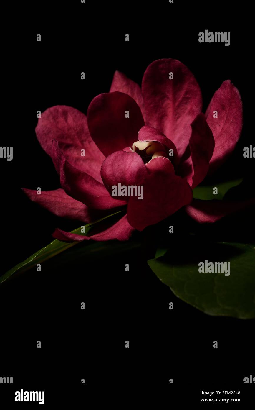 Calycanthus raulstonii 'Hartlage Wine' su sfondo nero Foto Stock