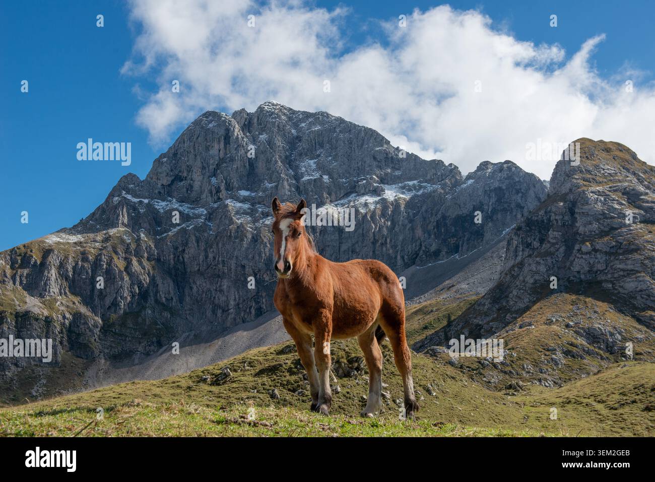 Cavallo in una prateria erbosa di montagna di ​​rolling, circondata da maestose cime rocciose e da un cielo azzurro Foto Stock