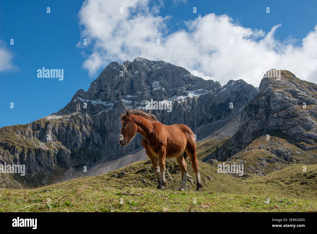 Cavallo in una prateria erbosa di montagna di ​​rolling, circondata da maestose cime rocciose e da un cielo azzurro Foto Stock