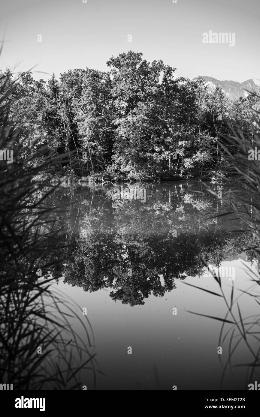 Riflessi in un piccolo lago all'interno della riserva naturale di Les Grangettes, sulla riva meridionale del lago Lemano, Svizzera. Foto Stock