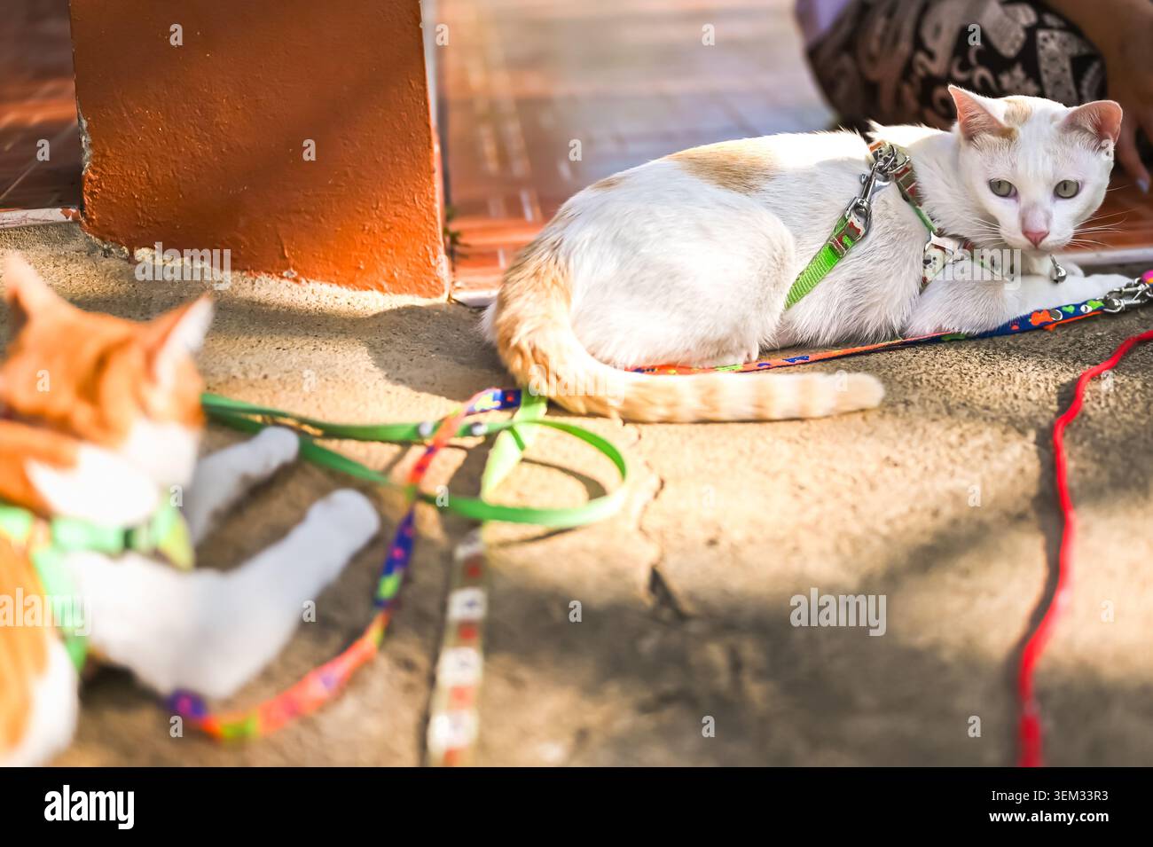 Due gatti nelle imbracature riposano pacificamente su una superficie di pietra dopo una divertente sessione di gioco. Foto Stock