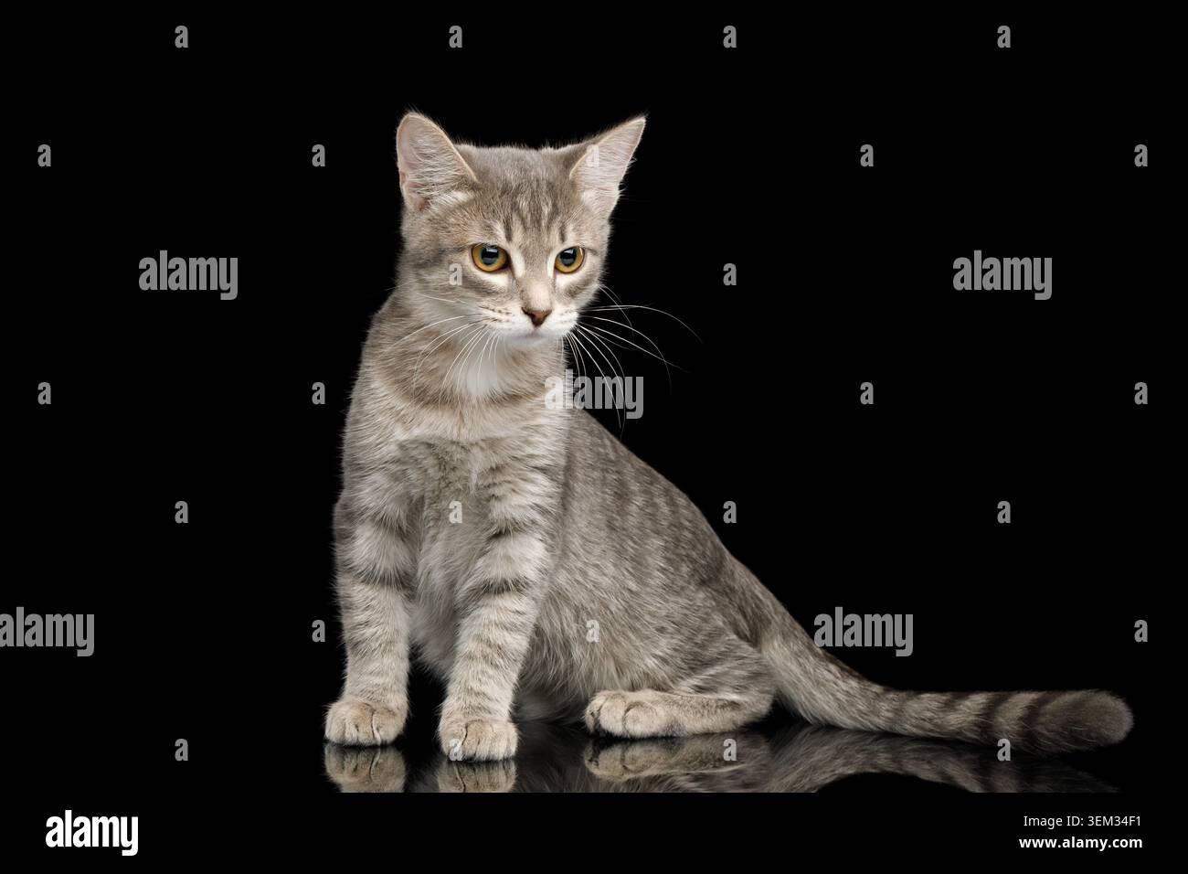 Cray Tabby Kitten seduto su sfondo nero isolato Foto Stock