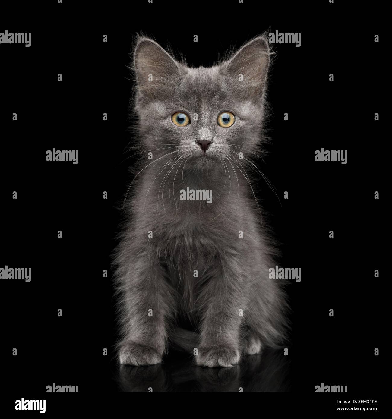 Gray Kitten, seduto e guardando stupore in fotocamera, su isolato sfondo nero, vista frontale Foto Stock