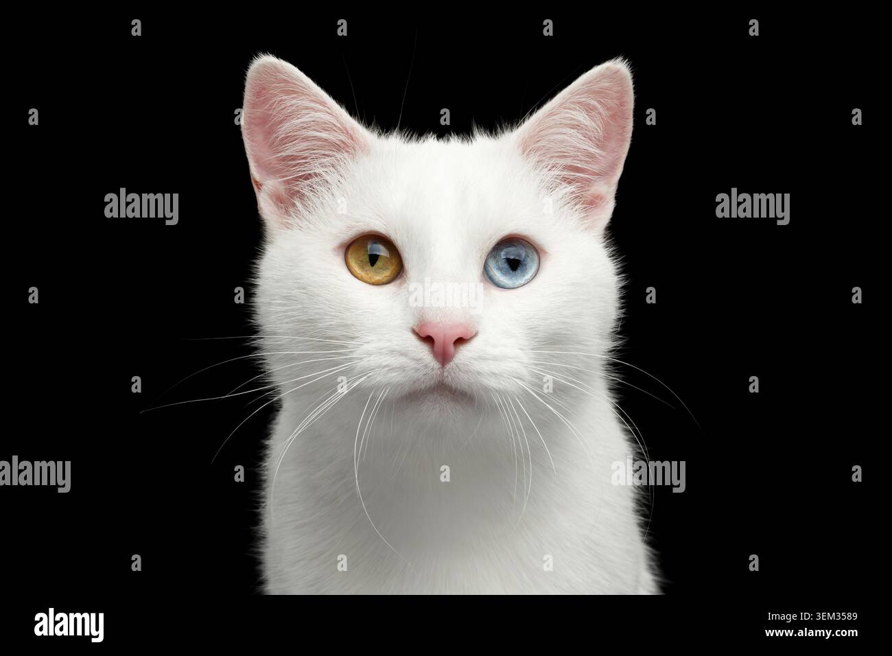 Ritratto del gatto bianco puro con occhi dispari su sfondo nero isolato, vista frontale Foto Stock