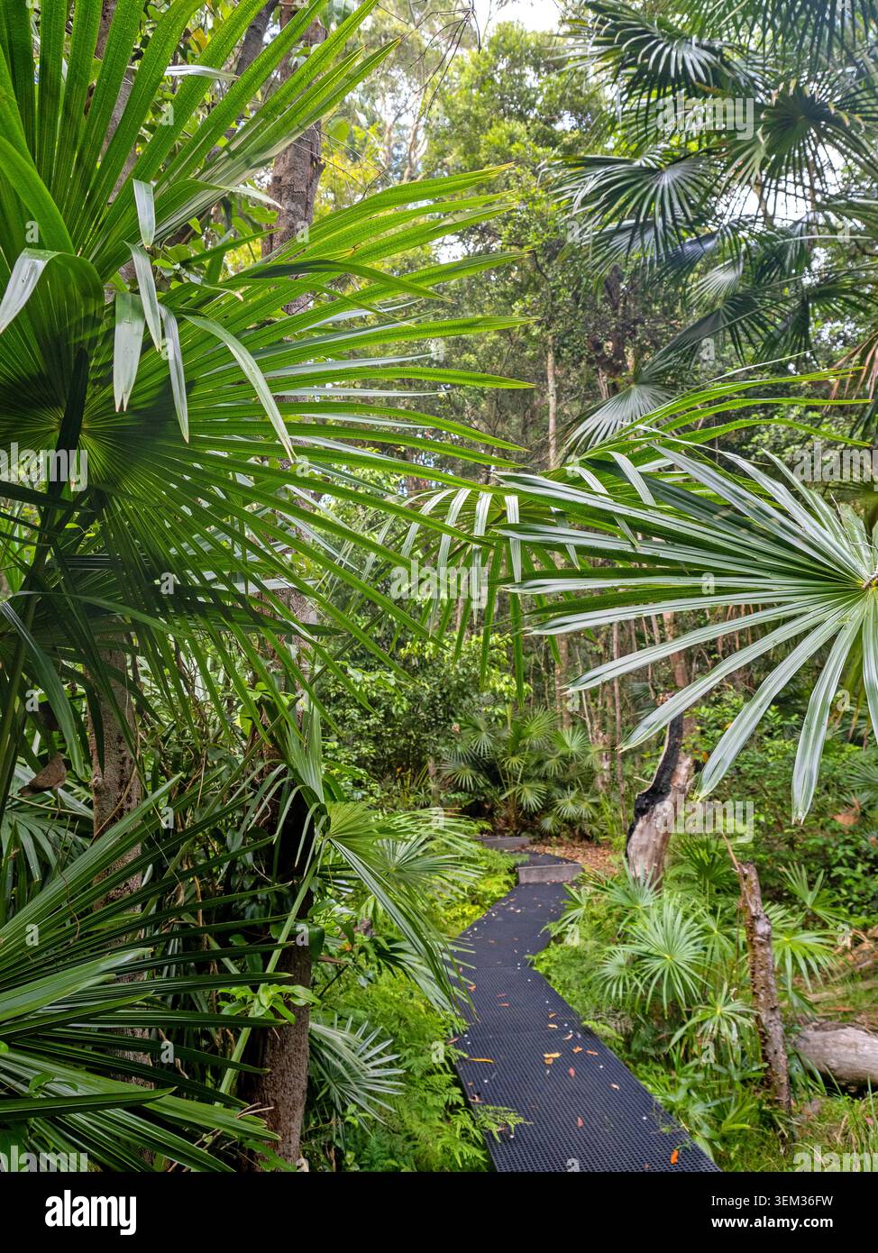 Palme di cavolo che crescono intorno alla passeggiata nella foresta pluviale di Depot Beach, nel Parco Nazionale di Murramarang Foto Stock