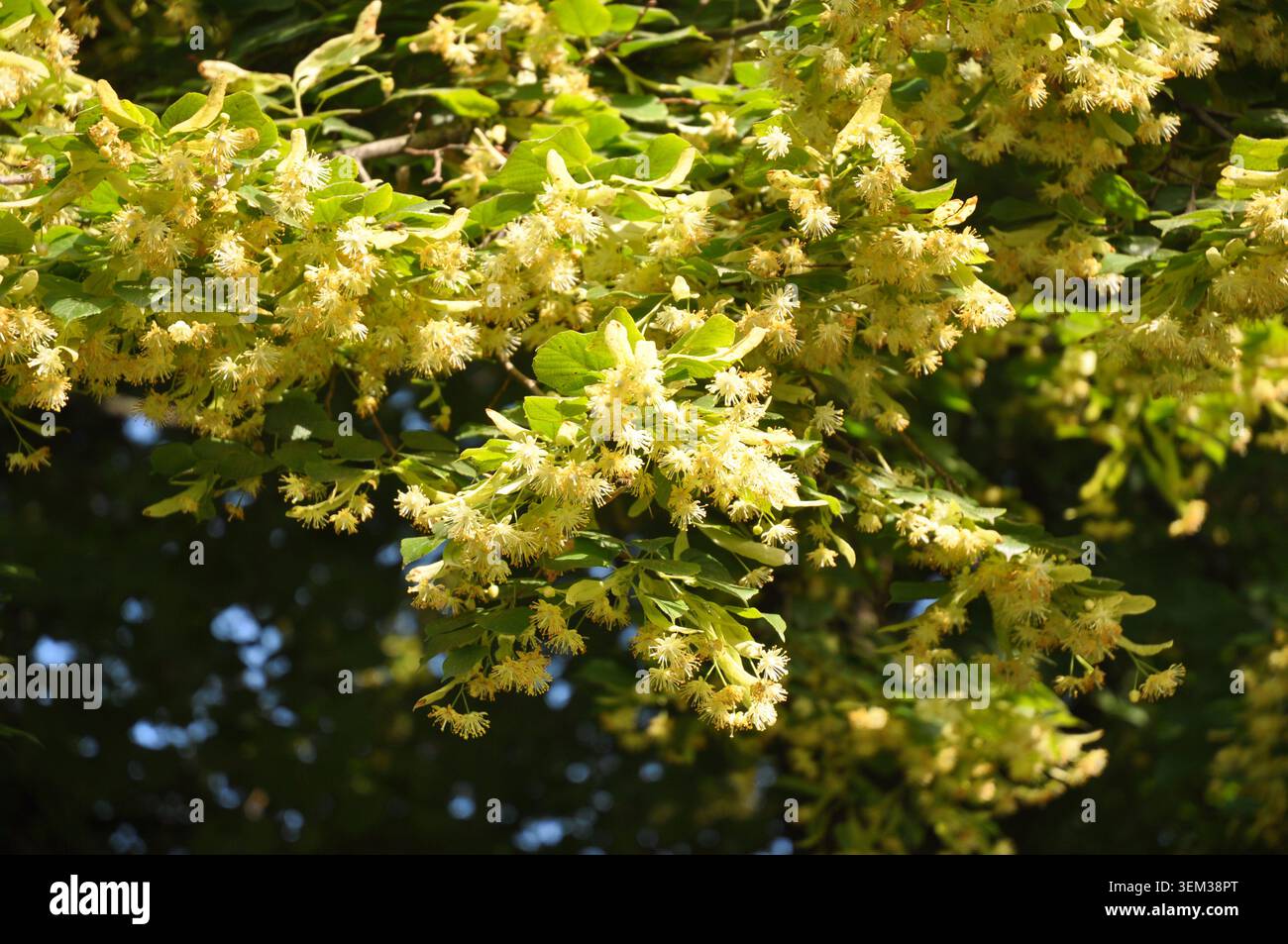Linden fiorisce. Tiglio con fiori di tiglio in primavera. Foto Stock