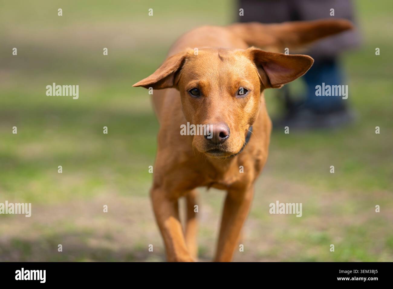 Labrador Retriever rosso volpe che corre verso la telecamera attraverso un parco erboso, catturato in movimento con occhi e orecchie focalizzati sollevati dal vento. Foto Stock