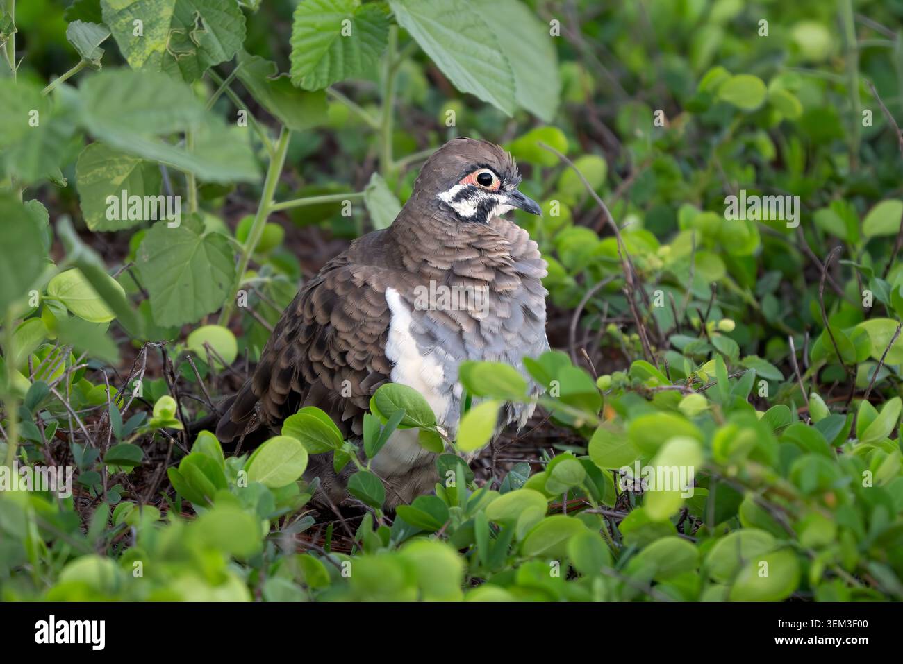Squaratter Pigeon - Geoppo po skripta, splendido piccione colorato originario di aree aride e semi-aride, tra cui praterie e foreste di sclerofille secche Foto Stock