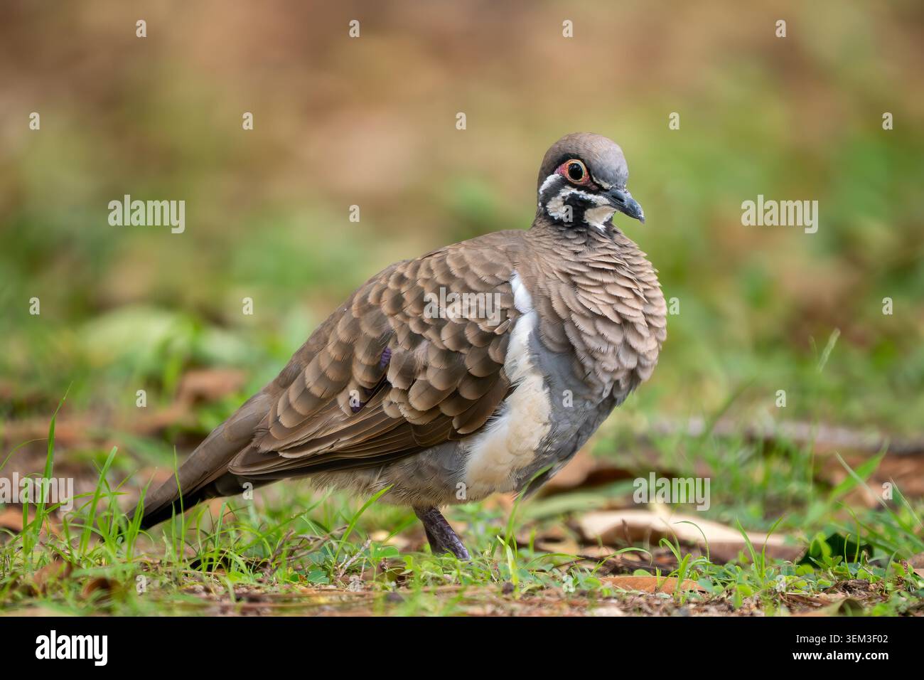 Squaratter Pigeon - Geoppo po skripta, splendido piccione colorato originario di aree aride e semi-aride, tra cui praterie e foreste di sclerofille secche Foto Stock