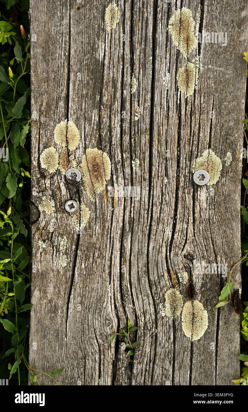 Superficie rustica in legno con crescita di Lichen e piante verdi selvatiche che emergono tra i bordi Foto Stock