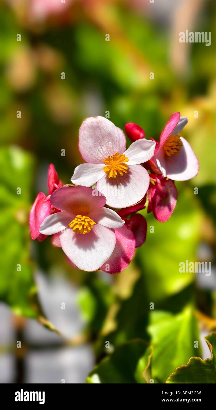Gruppo di fiori di begonia rosa e bianca con centri gialli Foto Stock