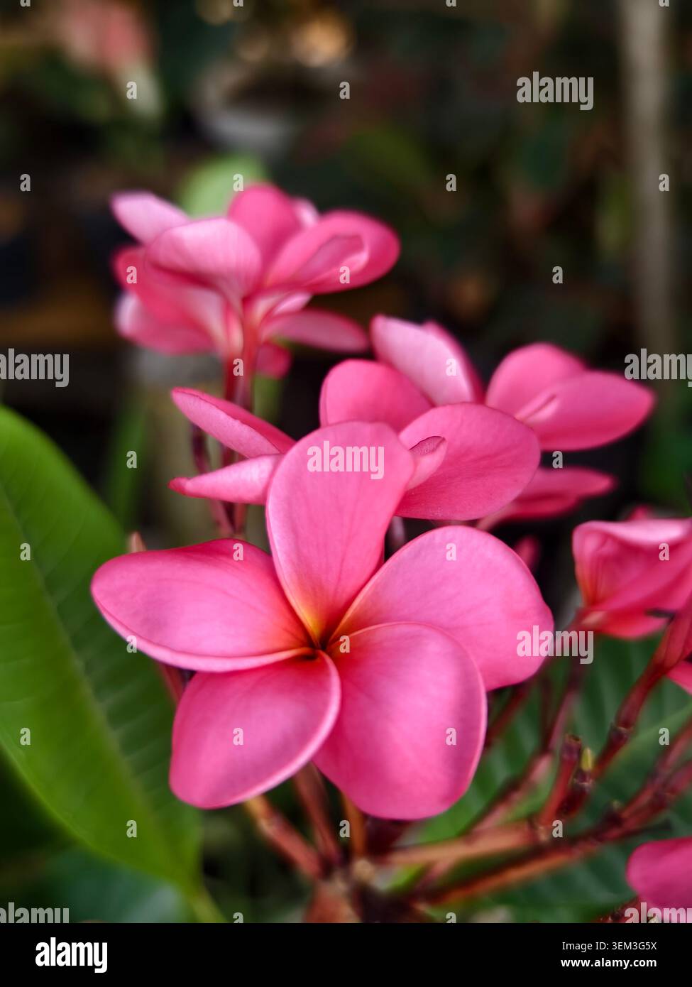 Fiori di plumeria rosa con centri gialli in fiore Foto Stock
